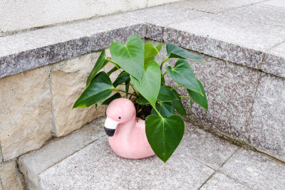 花烛属植物