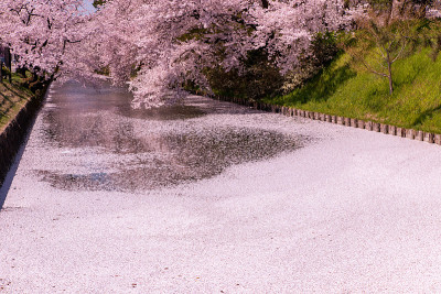 公园里樱花盛开。