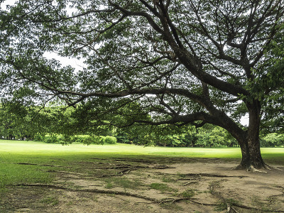 Albizia saman在公园