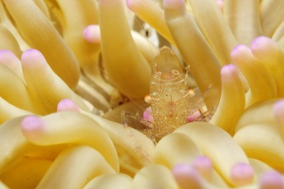 水下海洋生物