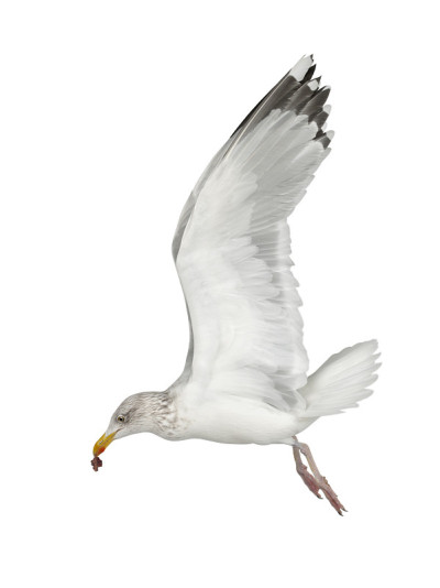 欧洲银鸥，Larus argentatus, 4岁，会飞