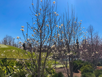 芝加哥的格兰特公园