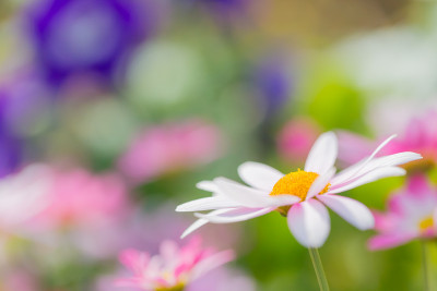 Marguerites
