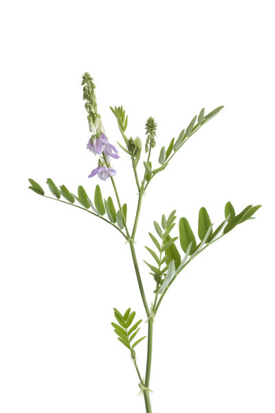 山茱萸小枝