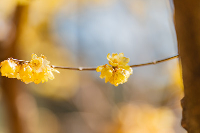 黄色冬香花（日本五香粉/Chimonanthus）