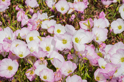 粉红色的月见草(Oenothera speciosa)花