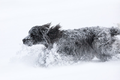 英国可卡犬在新雪中玩耍