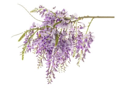 紫藤鲜花孤立