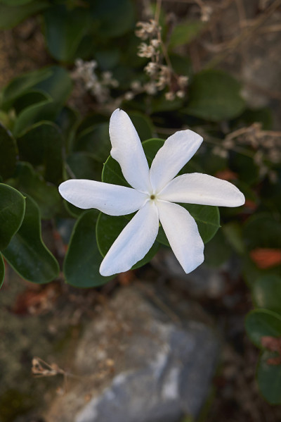 假虎刺属macrocarpa