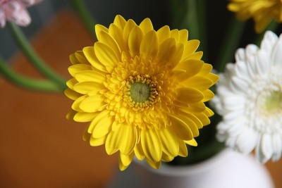 花瓶里放着黄色非洲菊，还有一束波列罗舞曲