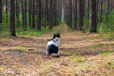 黑白相间的猫坐在松林里