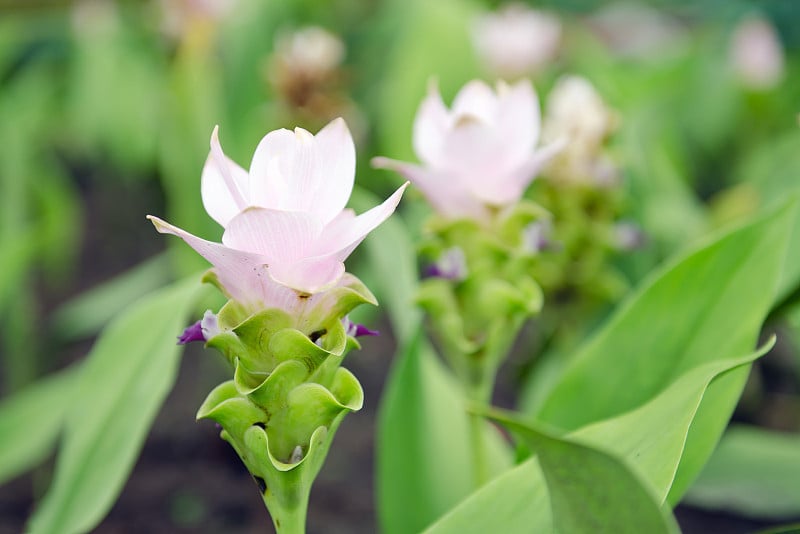 花园里的暹罗郁金香花