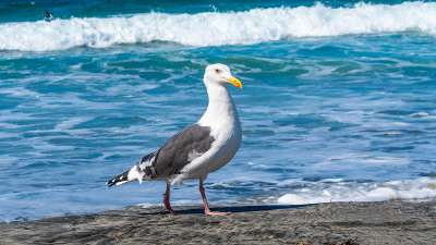 成年欧洲银鸥(Larus Argentatus)沿着阳光明媚的南加州圣地亚哥的白沙绿松石水海滩散步。