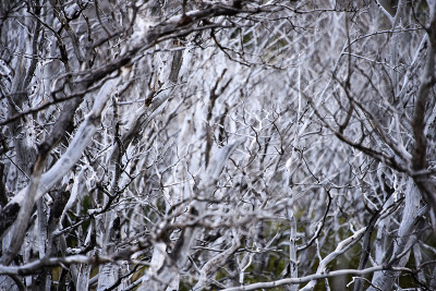 烧焦的森林(Nothofagus pumilio) trees, Torres del Paine,