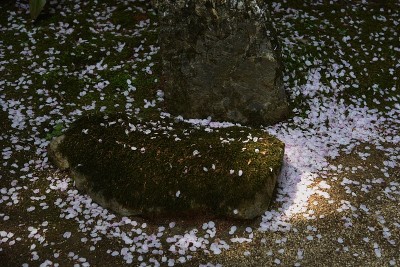 散落的樱花花瓣。