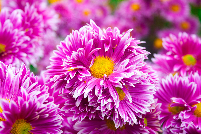 美丽的菊花作为背景图片。菊花墙纸，菊花秋