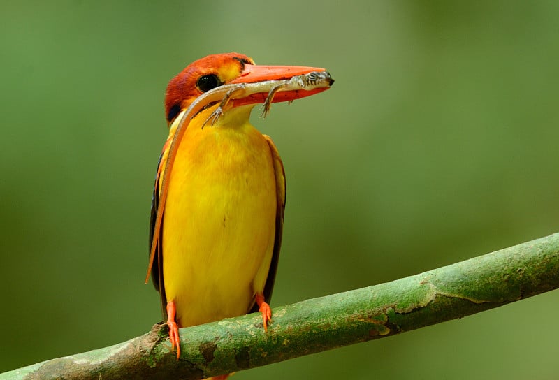 雄性黑背翠鸟(Ceyx erithacus)