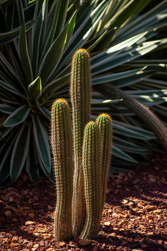 午后阳光下的白色火炬仙人掌(echinopsis spachiana)