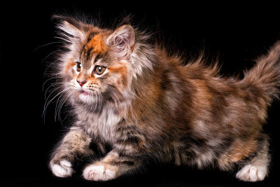 黑色背景上的缅因猫。