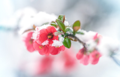 雪中的红色树花(日本榅桲)