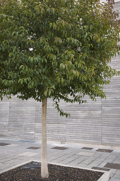Ligustrum清明的