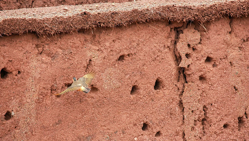 在玻利维亚西部Tiwanaku (Tiahuanaco)考古遗址，安第斯闪烁鸟(Colaptes r