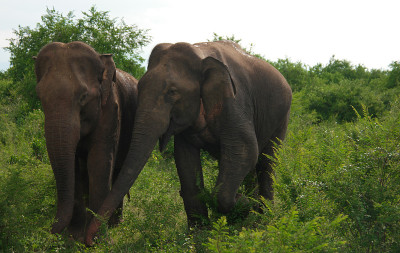 Udawalawe 3的狩猎之旅