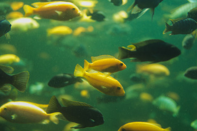 近距离观察一群马拉维慈鲷在水族馆