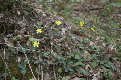 黄斑山葵开花