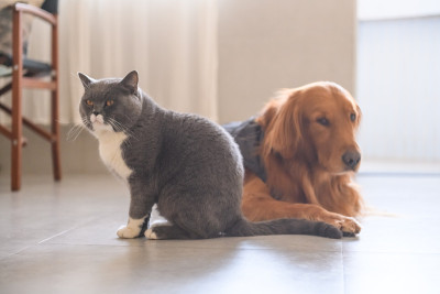 金毛寻回犬和猫