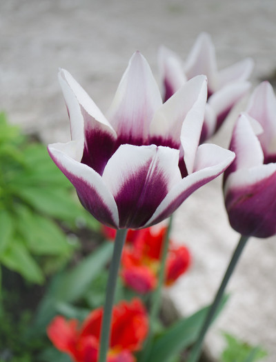 郁金香花Gavota