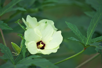 花秋葵