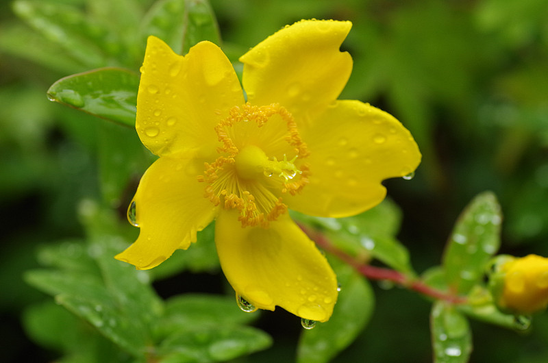 金杯圣圣约翰草（Hypericum patulum）