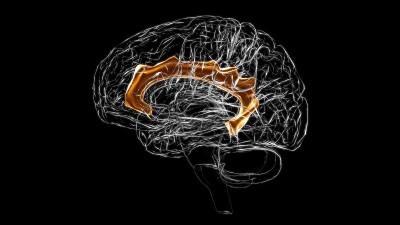 脑扣带回解剖医学概念3D