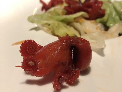 小章鱼