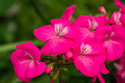 花园里的粉红色三色堇花