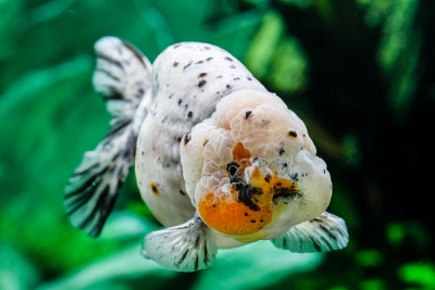 金鱼在水族馆