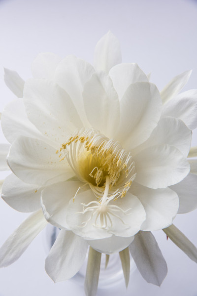 雪莲或布氏莲花或布氏莲花孤立
