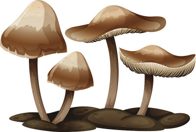 Panaeolus
