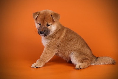 日本柴犬的彩色背景