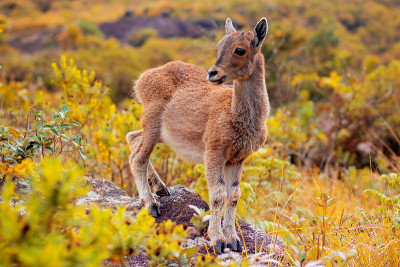 NILGIRI TAHR