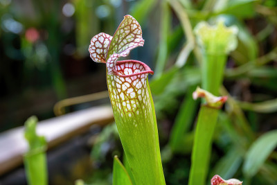 Sarracenia(拉丁语Sarracenia)的一朵花的特写——在模糊的背景上是一种食肉、食虫的