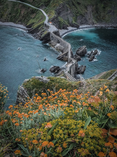 从圣胡安海岸到Gaztelugatxe。黄色的花在春天和夏天