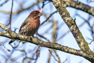 House Finch，不列颠哥伦比亚省，加拿大
