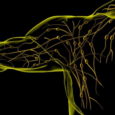 人体淋巴结解剖用于医学概念3D渲染