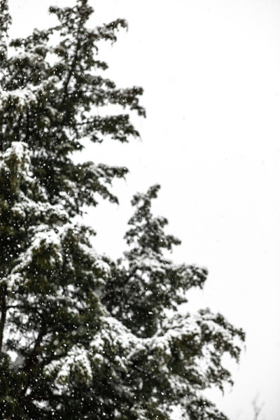 落在杜松上的雪