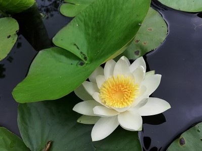 宁菲亚