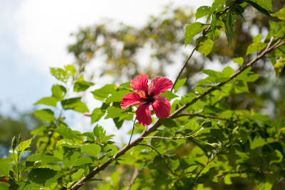 红色的芙蓉