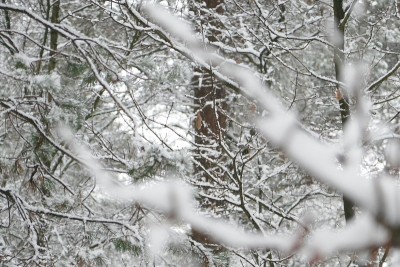 树枝被雪覆盖，在前景失去焦点。