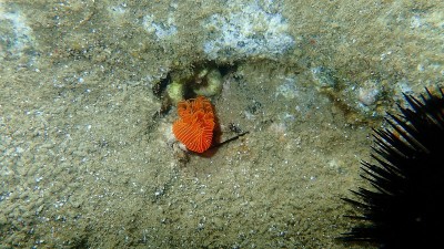 多毛纲海底光滑管虫或红点马蹄虫(管原虫)